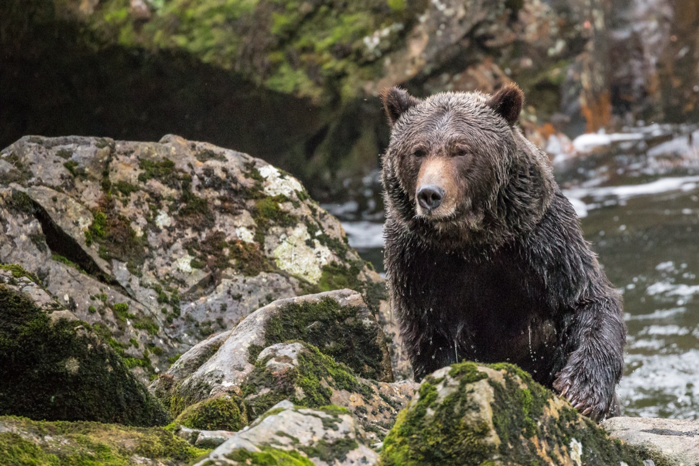 Grizzly bear on mossy boulders in the Kwakwaka'wakw Territory, Northern Vancouver Island, BC, grizzly bear viewing tour Sea Wolf Adventures