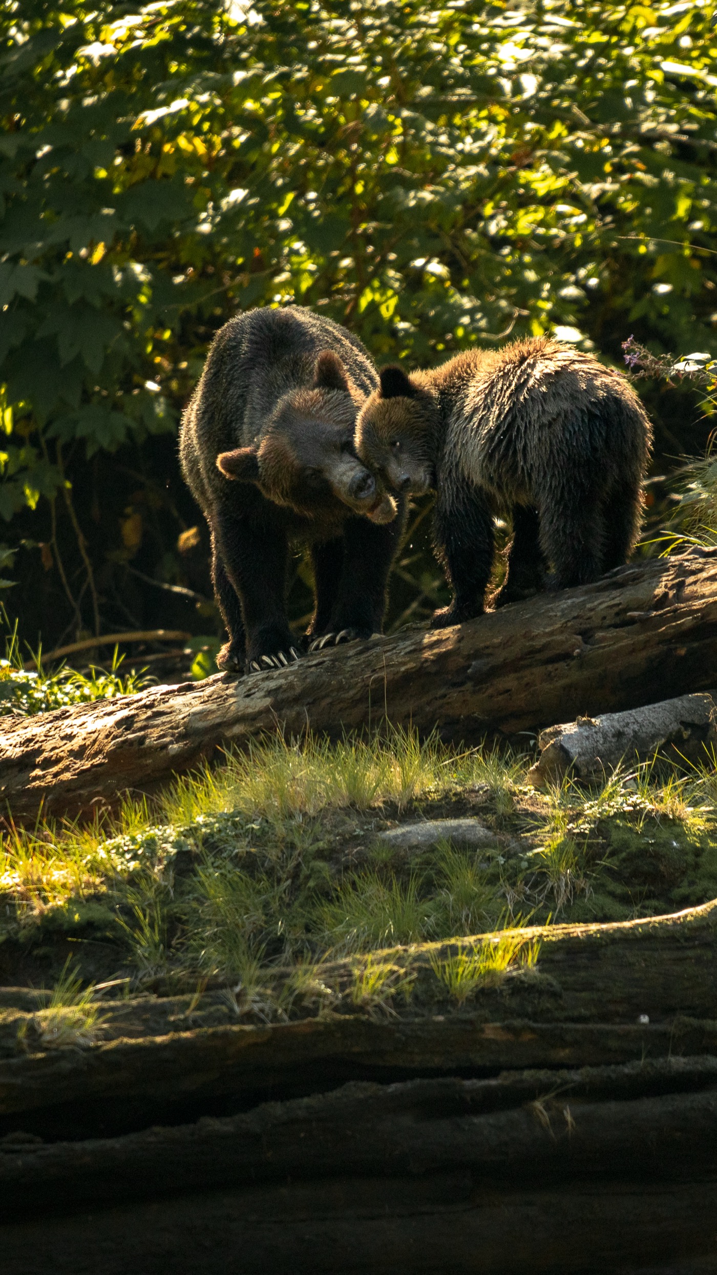 Mother grizzly bear and cub nuzzling on a mossy log, dappled sunlight, Kwakwaka'wakw Territory, Northern Vancouver Island, Sea Wolf Adventures
