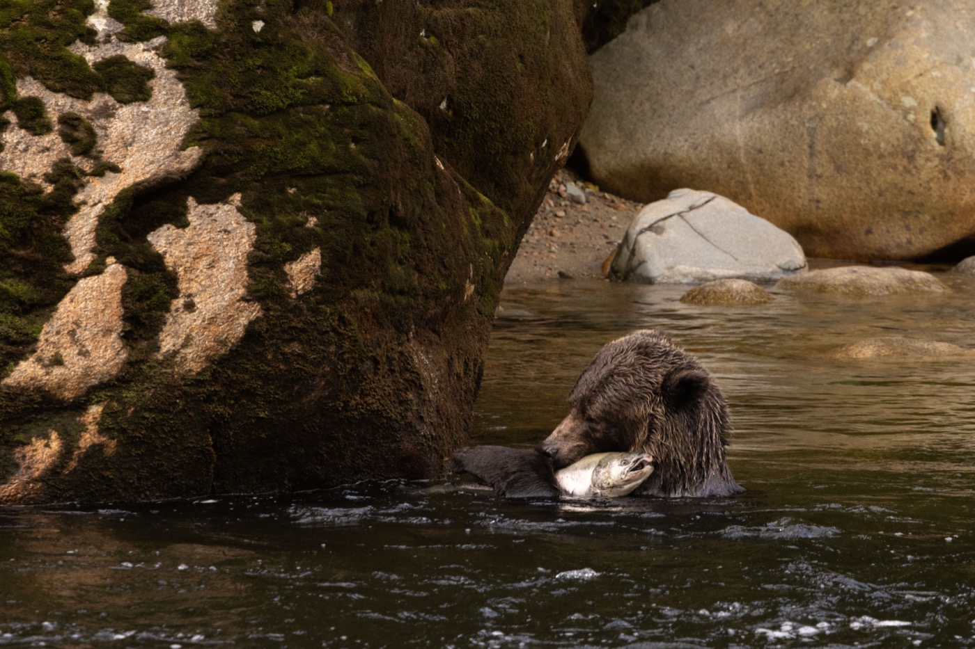 Grizzly bear catching salmon in river rapids, Kwakwaka'wakw Territory, Northern Vancouver Island, grizzly bear tour British Columbia