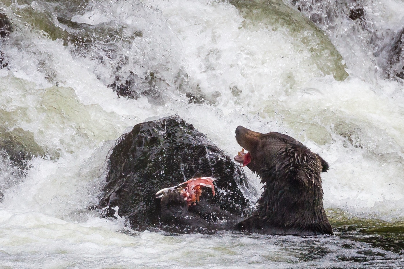 Grizzly bear eating salmon by the river, Sea Wolf Adventures grizzly bear lodge BC