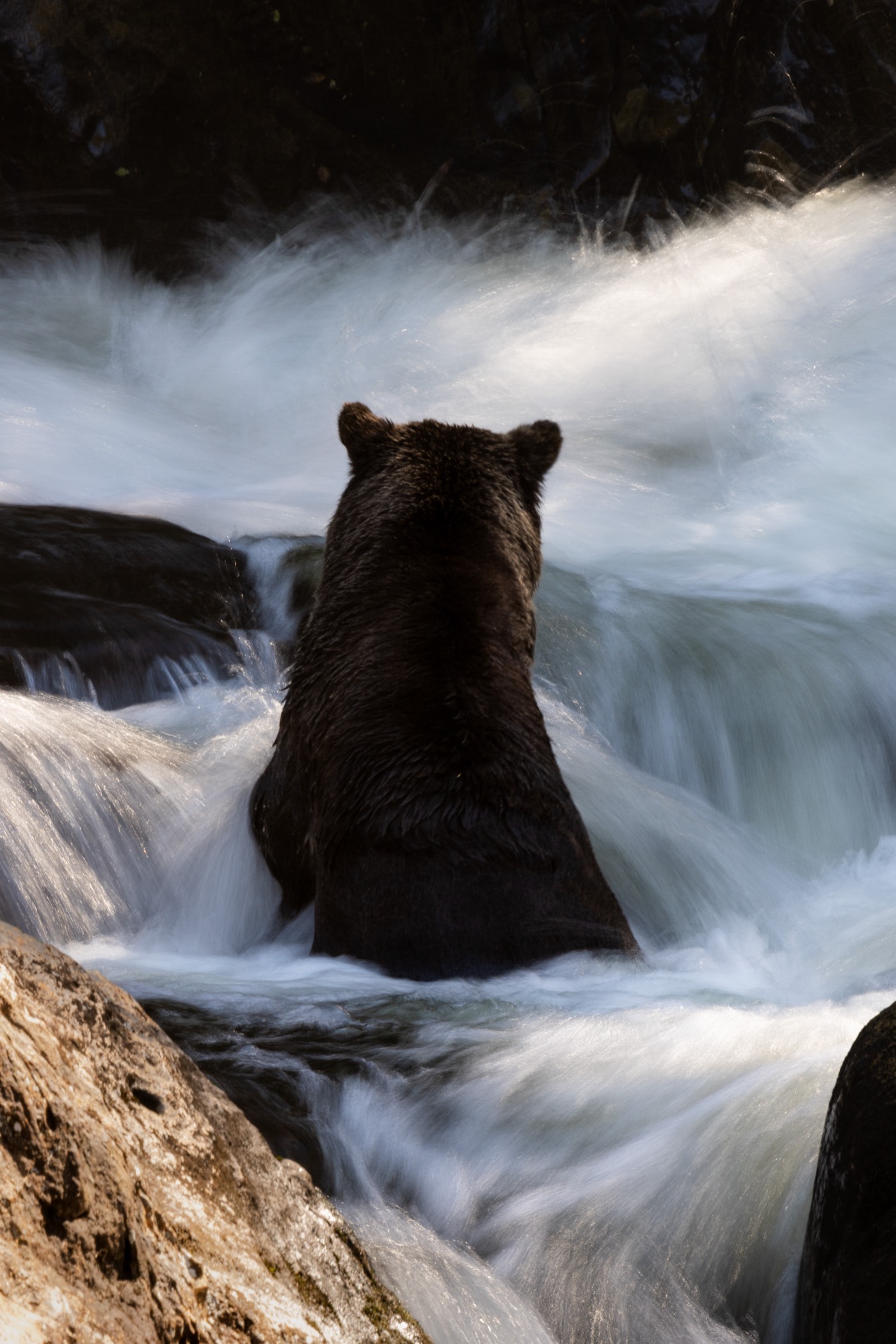 Grizzly bear standing in rushing waterfall, Kwakwaka'wakw Territory, Northern Vancouver Island BC, grizzly bear viewing tour