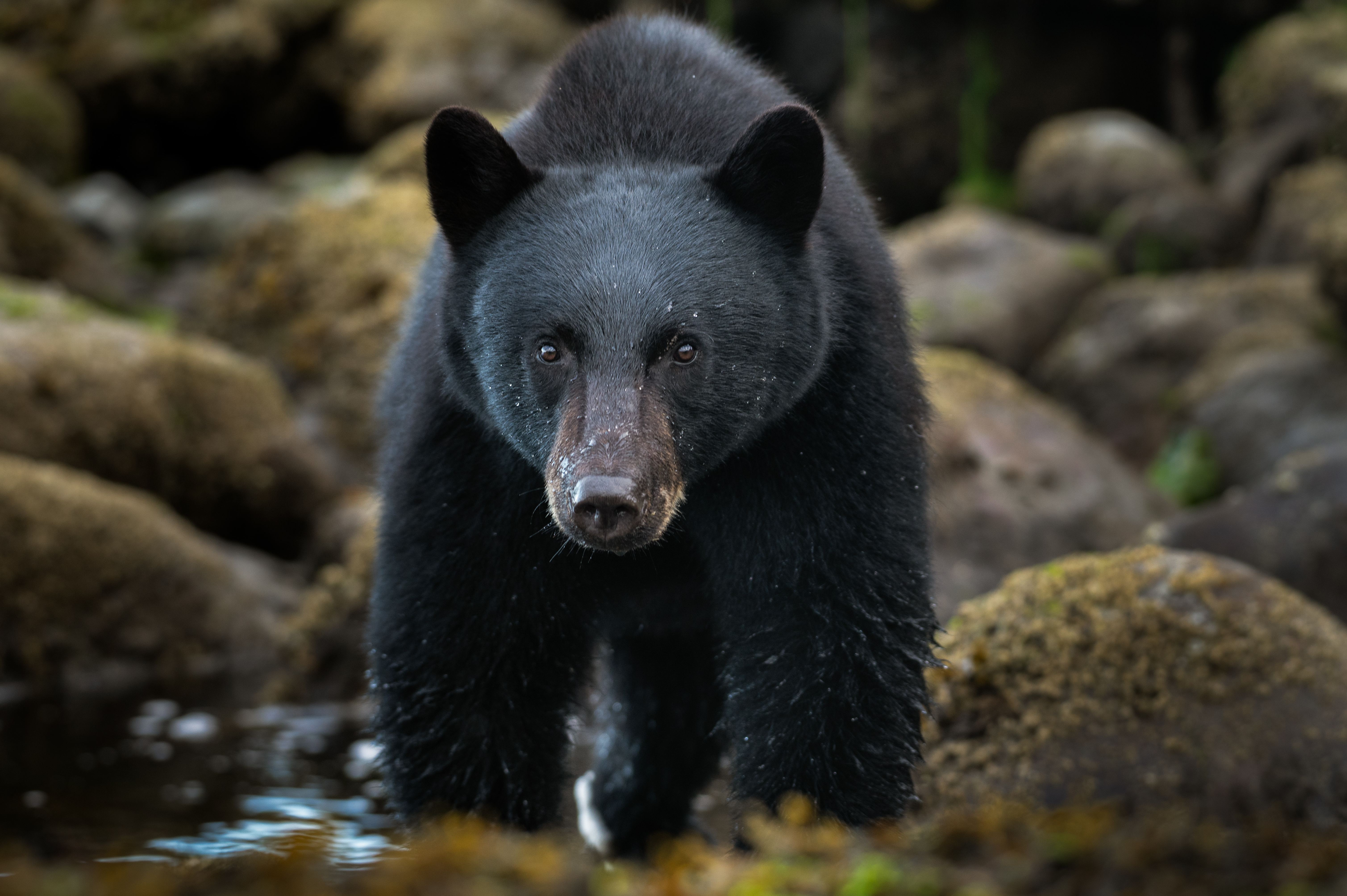 Black bear on rocky BC coastline, intertidal zone, Sea Wolf Adventures wildlife tour