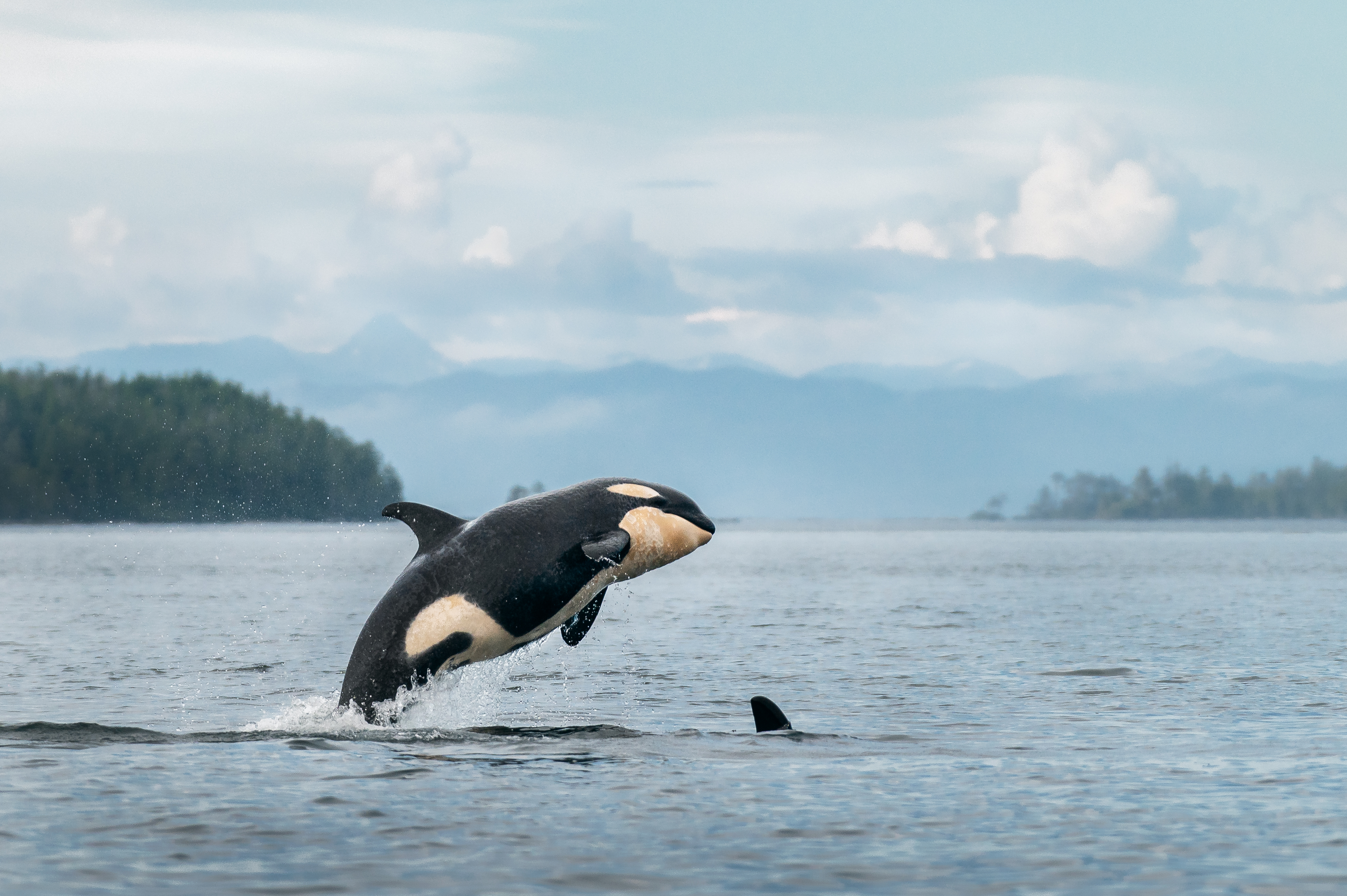 Orca whale breaching fully out of the water, coastal mountains behind, orca watching Northern Vancouver Island, Sea Wolf Adventures