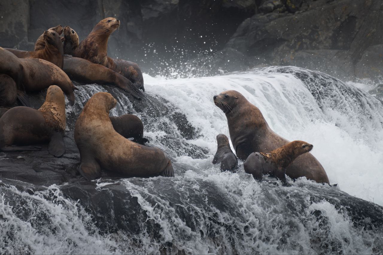 Steller sea lions on wave-battered rocks with crashing surf and waterfall, wildlife viewing Northern Vancouver Island, Sea Wolf Adventures