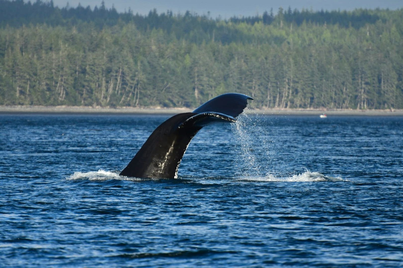 Humpback whale tail fluke rising from blue coastal waters, humpback whale watching BC, Northern Vancouver Island