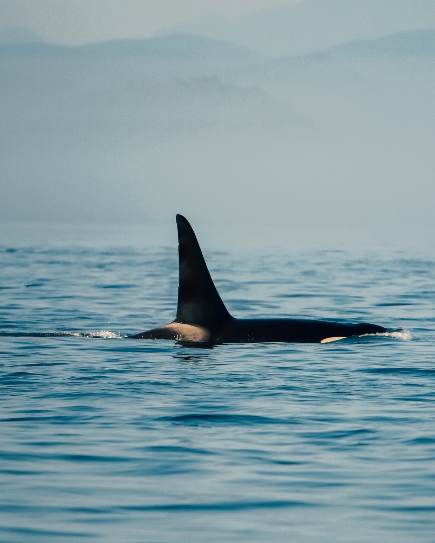 Large male orca with tall dorsal fin cutting through misty waters, orca whale watching BC, Sea Wolf Adventures